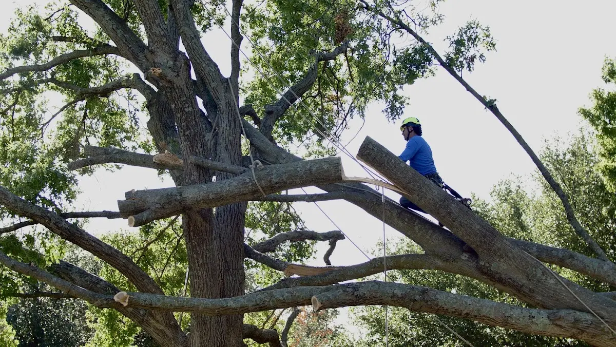 Professional Hazardous Tree Removal performed by certified arborists in Tennille